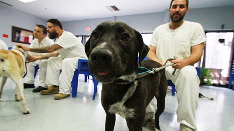 NEWS: Finding a fur-ever home Kyle Correctional offenders train shelter dogs for new homes