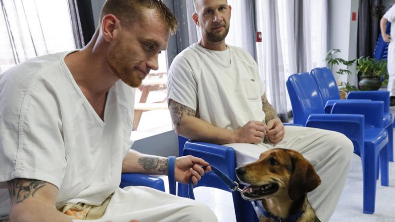 NEWS: Sprung: Cell Dogs ‘Graduate’ From Time Training Behind Bars
